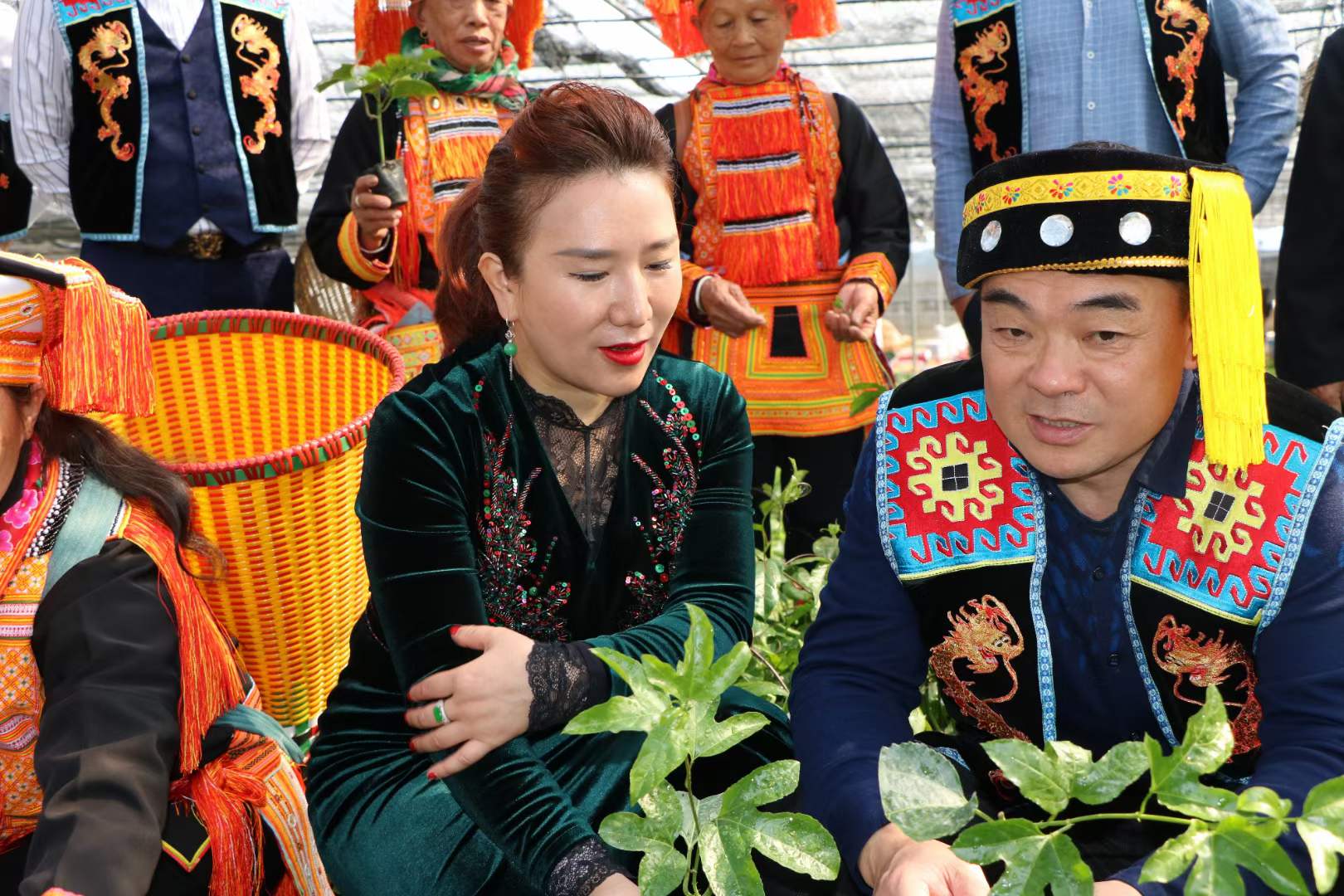 苗莲花祛斑原料种植基地
