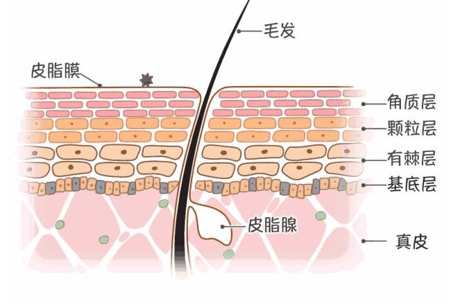 烂脸一直好不了？请用心看完这一篇