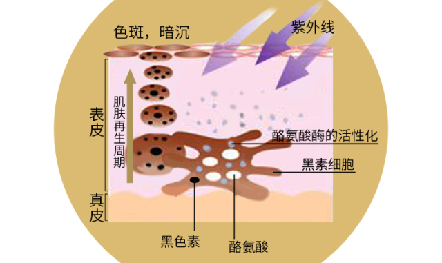 不是！冬天没有太阳斑怎么越来越多了？