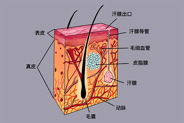 别让抗老停在表面!皮肤微循环才是年轻的“营养快线” 别让抗老停在表面!皮肤微循环才是年轻的“营养快线”